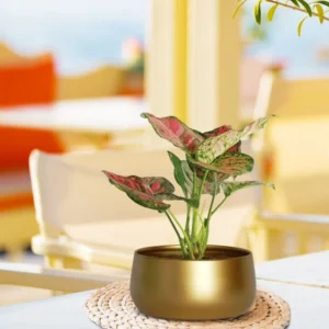 Zoe Metal Gold Metal Plant Pot